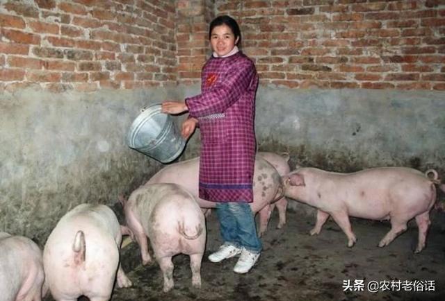 光明都市菜园:养猪政策放开后的今年，农村养猪量会增加吗？