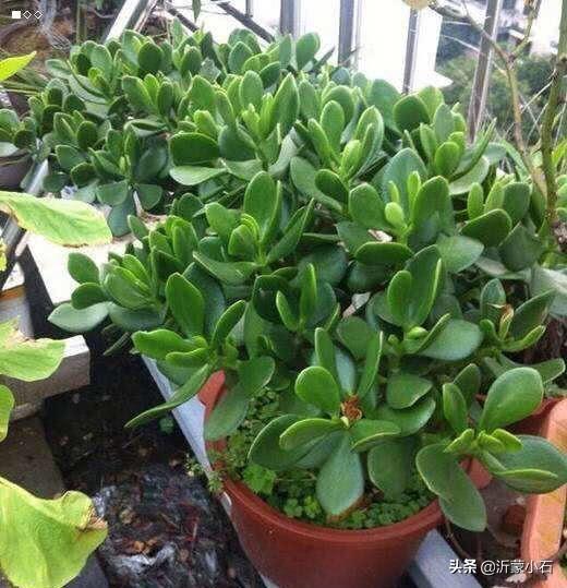 玉树养成盆景的几个技巧，为什么有人养在室内就容易挂掉呢？插图12