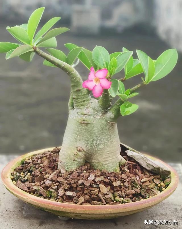 沙漠玫瑰软腐病:沙漠玫瑰叶子边上干枯是什么原因？