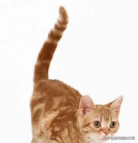 .日本截尾猫:尾巴折过来的猫是麒麟尾猫吗？