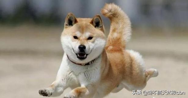 秋田犬好养吗知乎:秋田犬为什么被禁养 忠犬八公秋田犬为什么这么少人饲养？不受大家欢迎的原因是什么？