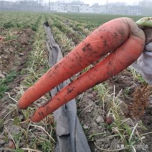 花叶芋根结线虫病:种植胡萝卜如何防治根结线虫？