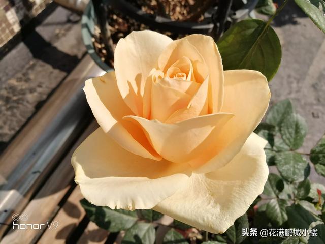 最香的几款月季品种是什么？插图33