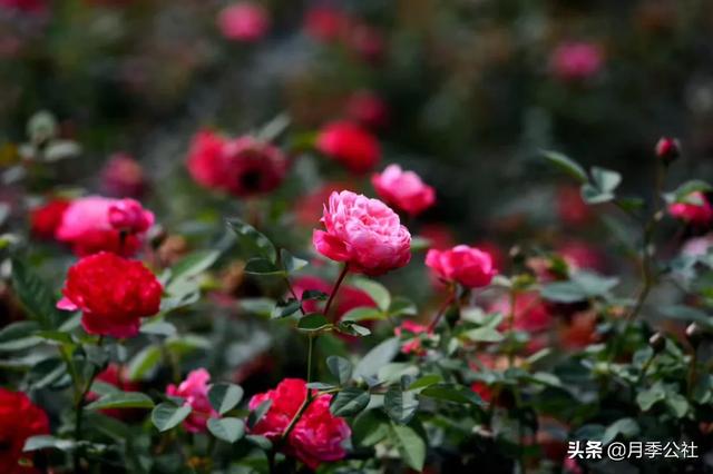 欧洲月季花品种介绍:月季花欧月品种介绍 养好欧月需要花多少时间和金钱？月季好养吗？