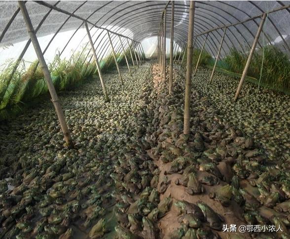牛蛙养殖技术(牛蛙养殖一亩大概可以收入多少?)