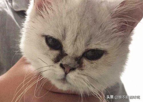 什么猫容易有泪痕:蓝猫小猫会因为什么得泪痕，小猫吃什么泪痕会消掉？