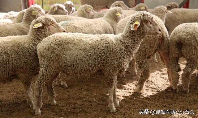骨包虫:骨包虫病 夏季如何防治绦虫、肝片吸虫、羊鼻蝇蛆、羊脑包虫？