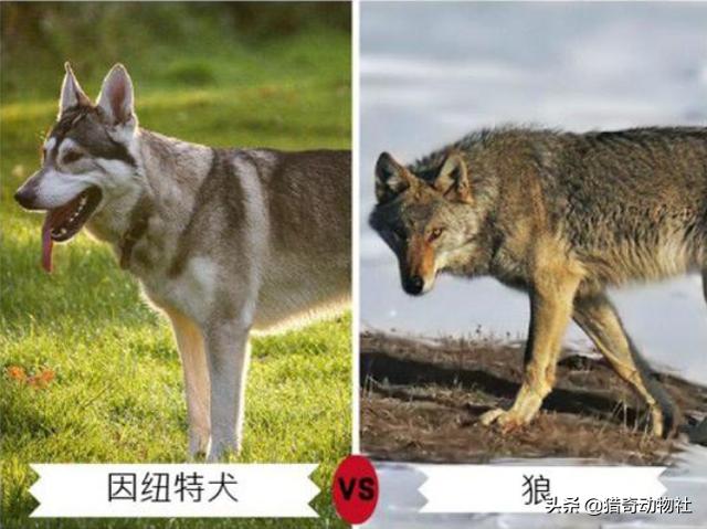 澳洲野犬:狼能进化成狗，而狗为什么就不能再变成狼？这样说对吗？