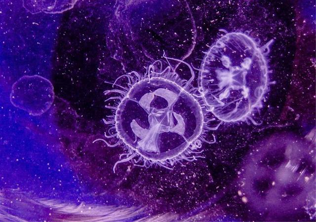 大熊猫误入水电站落水:海南的一口农家水井，为什么会出现大量6亿年前诞生的桃花水母？