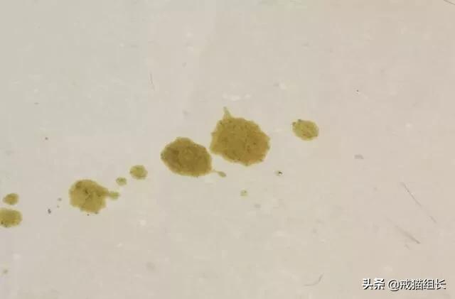如何通过猫咪的行为和表现来检查判断猫咪是否生病？-头条问答