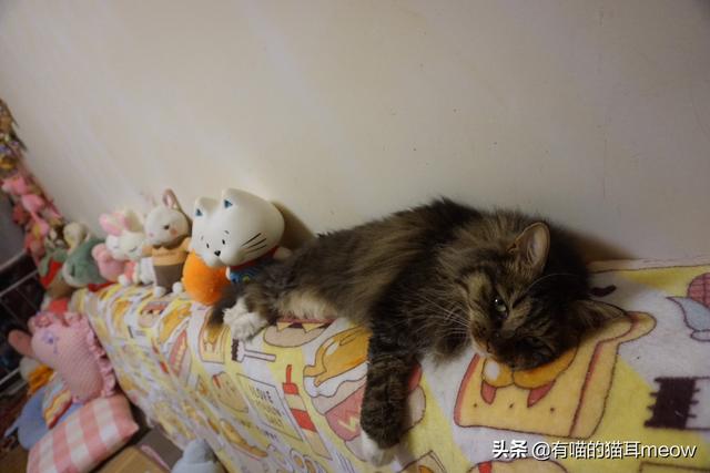 猫咪睡在猫砂盆:猫咪最近不在猫砂盆里上厕所，老是尿在被子上，是怎么回事？