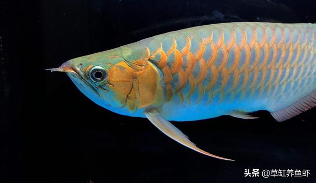 头条问答 龙鱼趴缸下什么药 6个回答