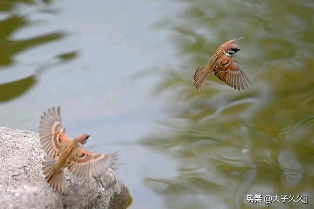公狗强奸母狗:自己家的公狗一直欺负母狗，怎么办？