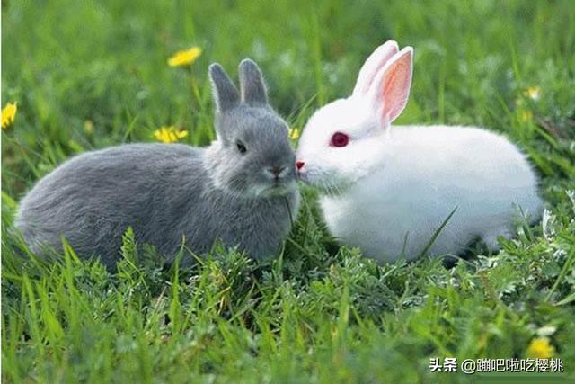 兔子:小兔子的外形特点和生活习性？