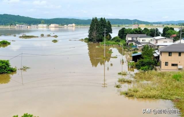 黄河里有大型生物吗，佛罗里达鳖在我国多省出现，黄河或已“失守”会不会泛滥成灾