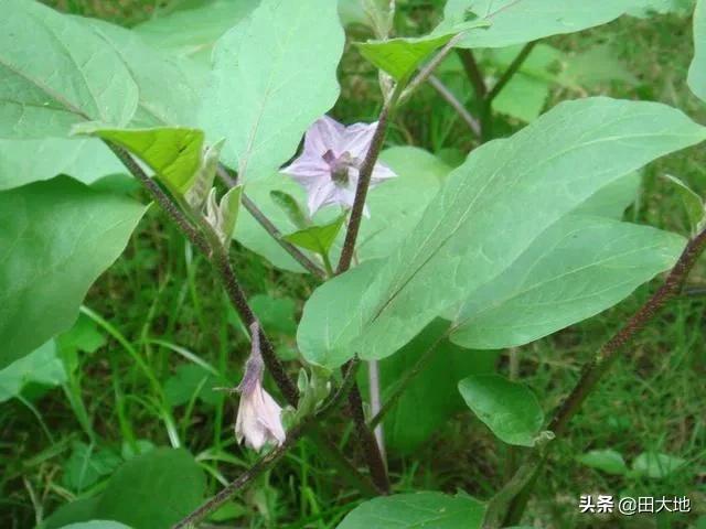 头条问答 茄子应不应该摘掉叶片呢 21个回答