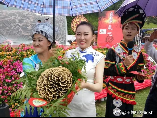 可食野生菌都有什么？