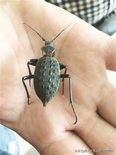 什么步甲比大王虎甲大？