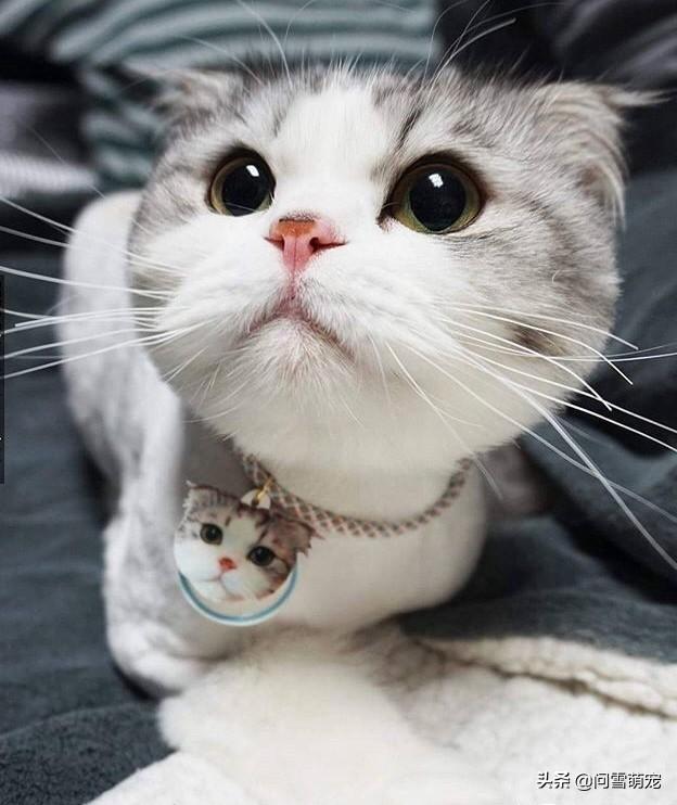 猫滴了驱虫药全身痒:猫咪抓痒是怎么回事，猫咪抓痒是代表什么？