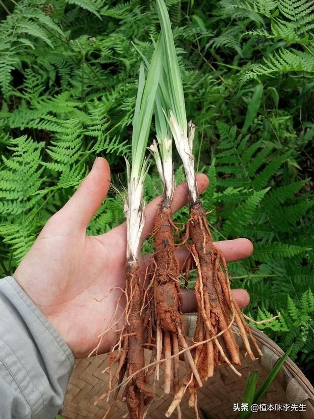 仙茅草的图片放大一点图片