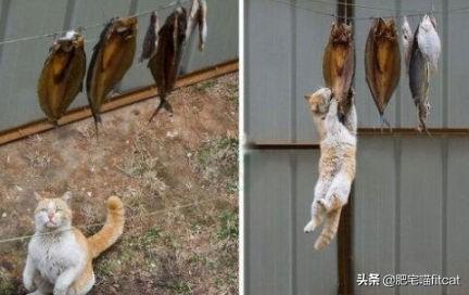 猫为什么喜欢吃鱼:猫在陆地鱼在水里，猫为啥喜欢吃鱼？