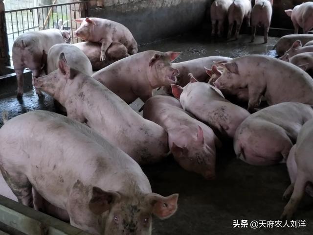 猪附红体病中药配方:母猪背上有发黑的脏东西是什么原因引起的？