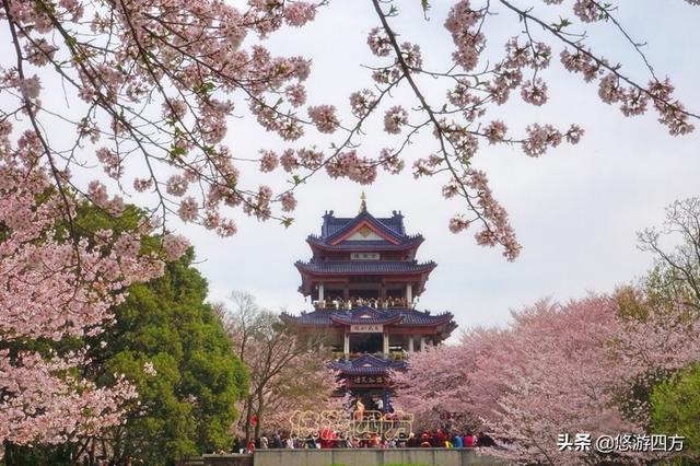 无锡樱花节:今年去无锡鼋头渚看樱花合适吗哪几天去看樱花开得最好
