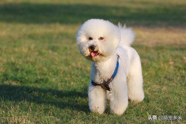 小型犬种类及价格:养小型犬比大型犬要花钱少得多吗？