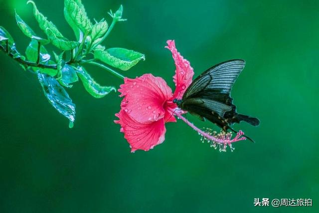 蝴蝶的种类和名字:你们拍的蝴蝶照片能晒出来看看吗？