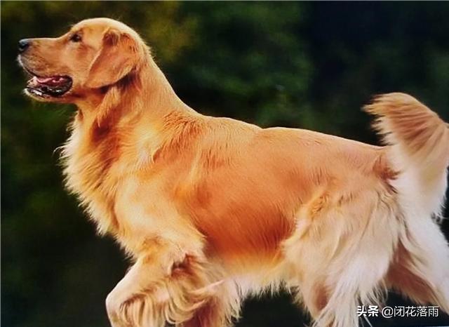 拉布拉多犬和金毛哪个贵啊:养拉布拉多和金毛，各自的优缺点是什么？