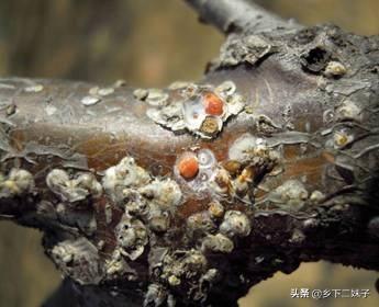 樱桃树干留焦十大名狗怎么治:冬季怎样消灭樱桃桑白蚧？