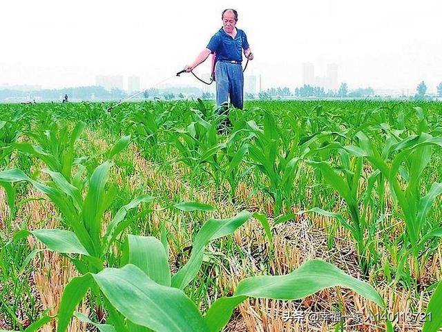 蜱虱消价格:玉米好多钻心虫用什么药可打死？