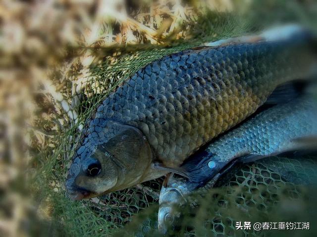 红虫钓鱼:钓鱼用的红虫自己能养殖吗？在家里怎么养才行？