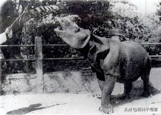 野生娃娃鱼未来会灭绝吗，中国境内野生犀牛何时灭绝的可以通过引进恢复野生种群吗