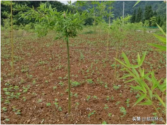 微风淡水竹:凉白开能水培绿植吗？都有哪些？