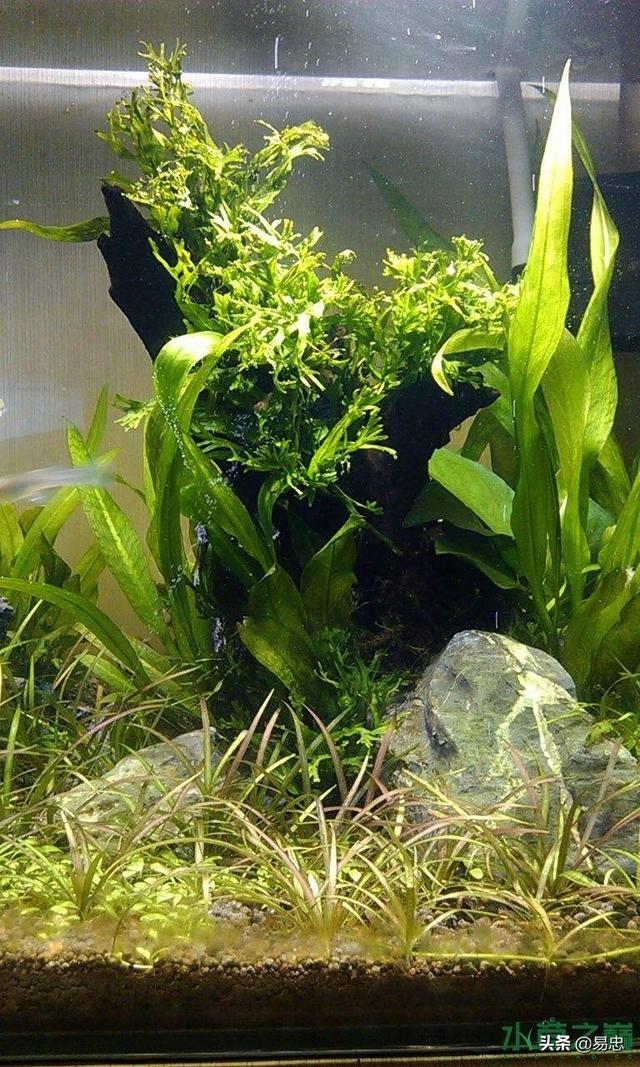 头条问答 水草叶子上全是黑色斑点是怎么回事 一笑妈麻的回答 0赞