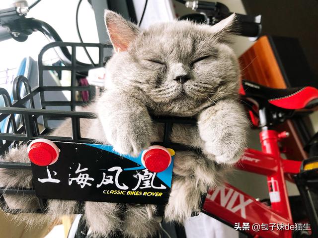 阿比西尼亚猫和布偶猫:布偶猫，英短，美短，缅因猫，你们最喜欢那两只？