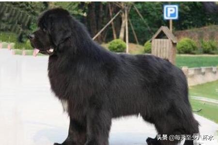 狗狗四肢无力后来又好了:泰迪犬四肢无力，该怎么办？