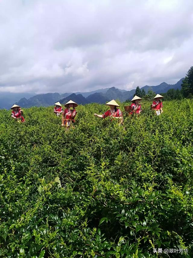 藤茶多少钱一斤，农村种植的藤茶有什么作用