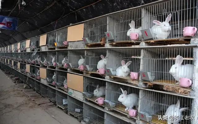 青岛宠物兔养殖基地:肉食兔收购价11块钱每斤养肉食兔赚钱吗？