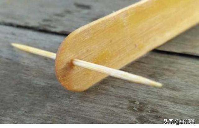肤蝇蛆:割开幼虫中蜂巢里有很多蛆，什么情况？