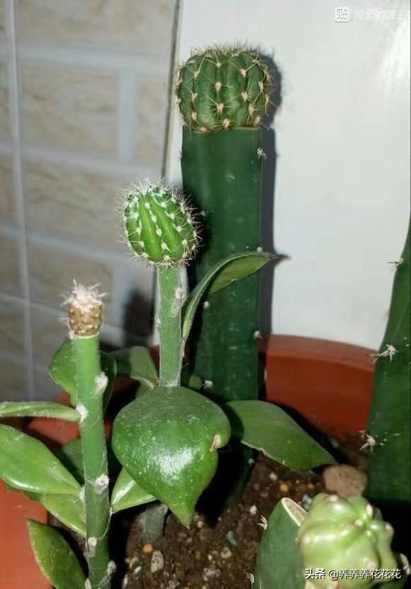 假昙花如何扦插:假昙花什么时候扦插成活率高 春季繁殖花卉苗木有哪几种方法，如何来做你知道吗？