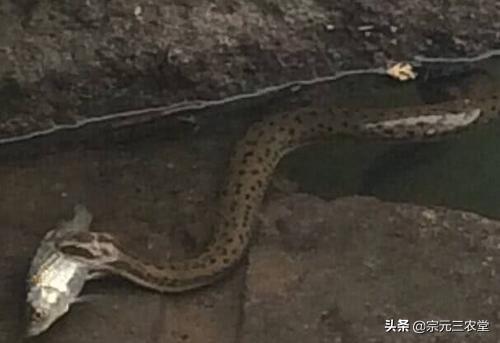 中华水蛇养殖地点:农村养鱼塘有什么办法驱赶水蛇吃鱼？