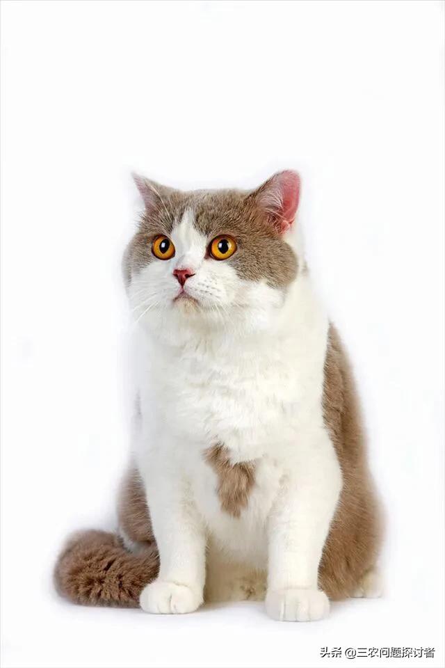 猫抓老鼠的叫声:请问谁知道猫咪要几个月才开始抓耗子呢？家里耗子太多了？