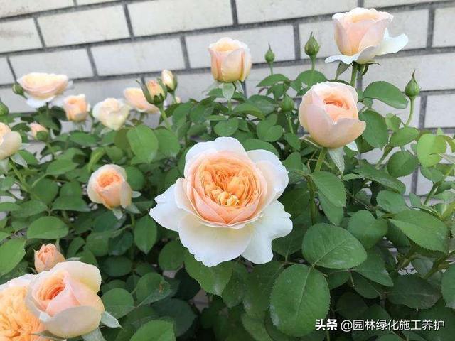 vents月季花品种介绍及图片:伊芙月季里最香的品种 月季朱丽叶好种吗？有哪些技巧？