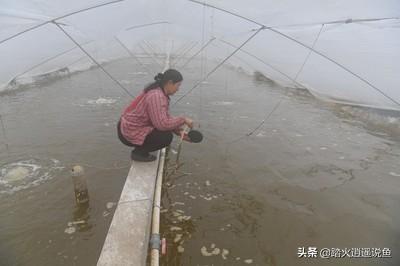 南美水族论坛:南美白虾苗投放了二十天不见长是什么原因？