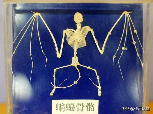 蝙蝠有什么独特的生理构造？