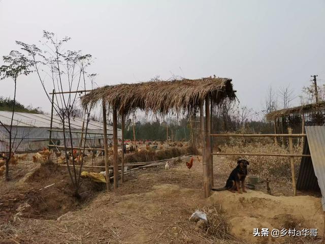 散养鸡技术:散养的土鸡吃什么？需要注意什么？