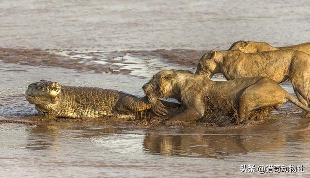 猛兽大对决湾鳄vs白鲨:猛兽大对决湾鳄vs大白鲨 陆地肉食动物排名靠前的都有哪些？