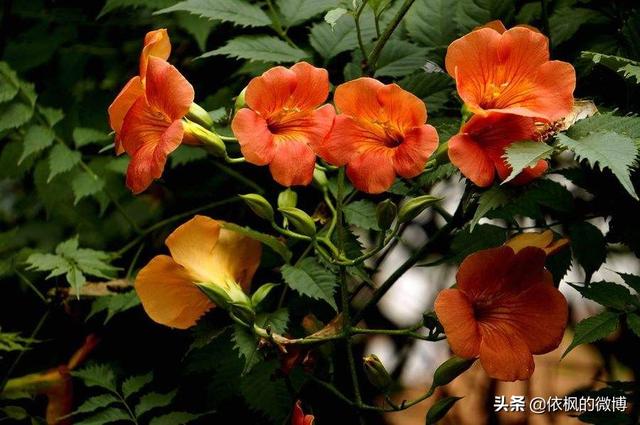 白居易《有木名凌霄》诗的现实意义是什么？